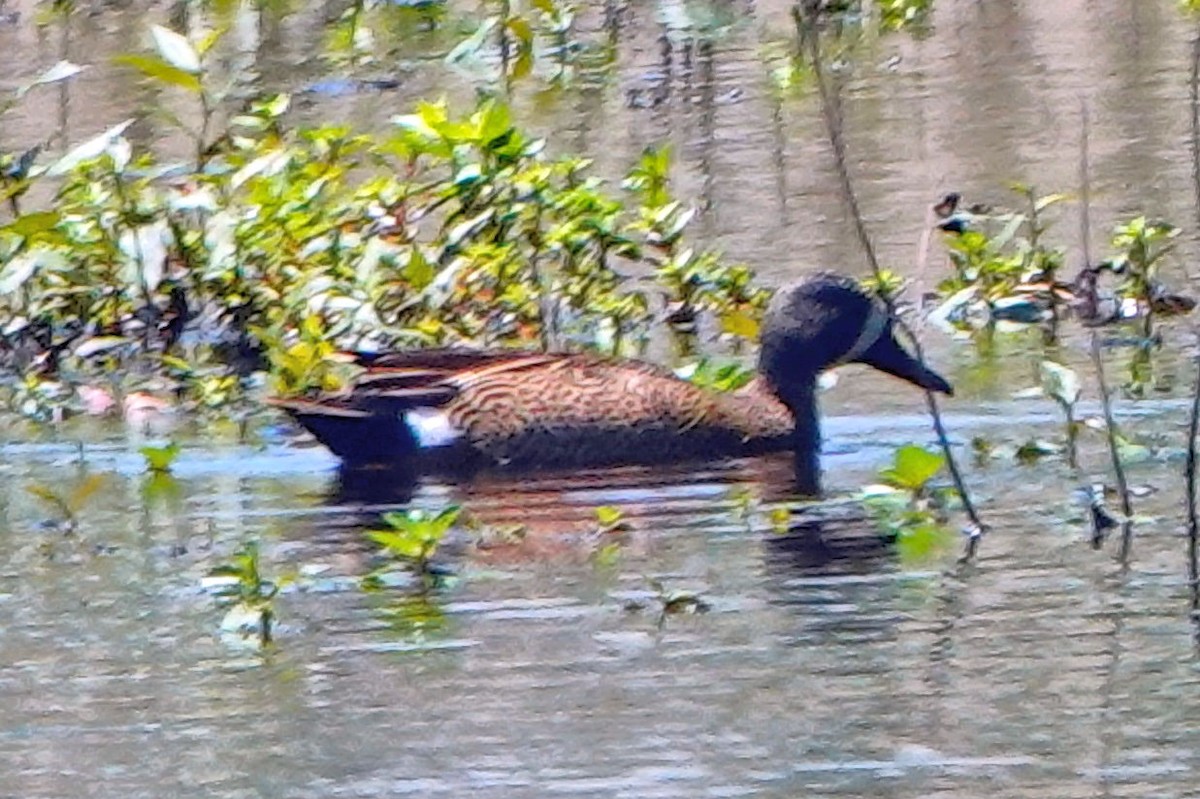 Blue-winged Teal - ML618403955