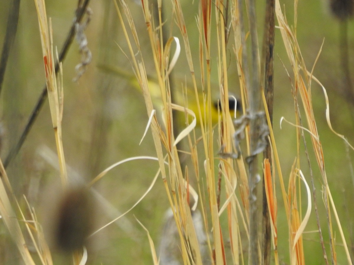 Common Yellowthroat - Isaiah Craft