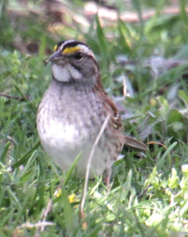 White-throated Sparrow - ML618403970