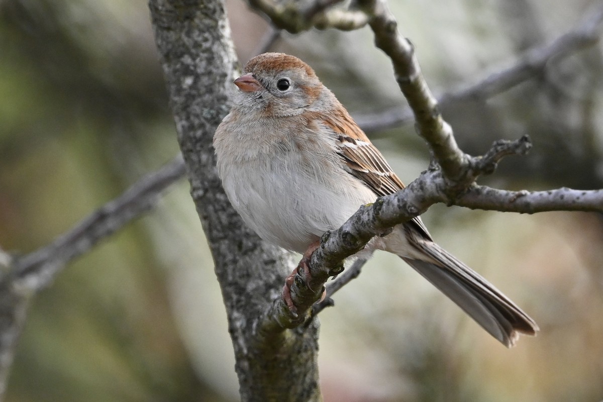 Field Sparrow - ML618403978