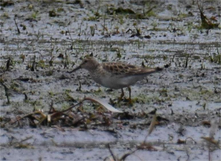 Pectoral Sandpiper - ML618403987