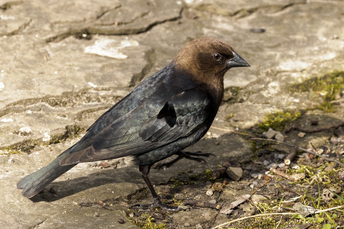 Brown-headed Cowbird - Al Caughey