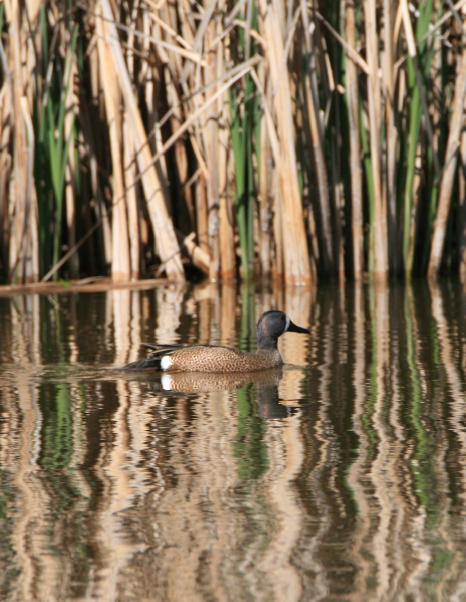 Blue-winged Teal - ML618404005