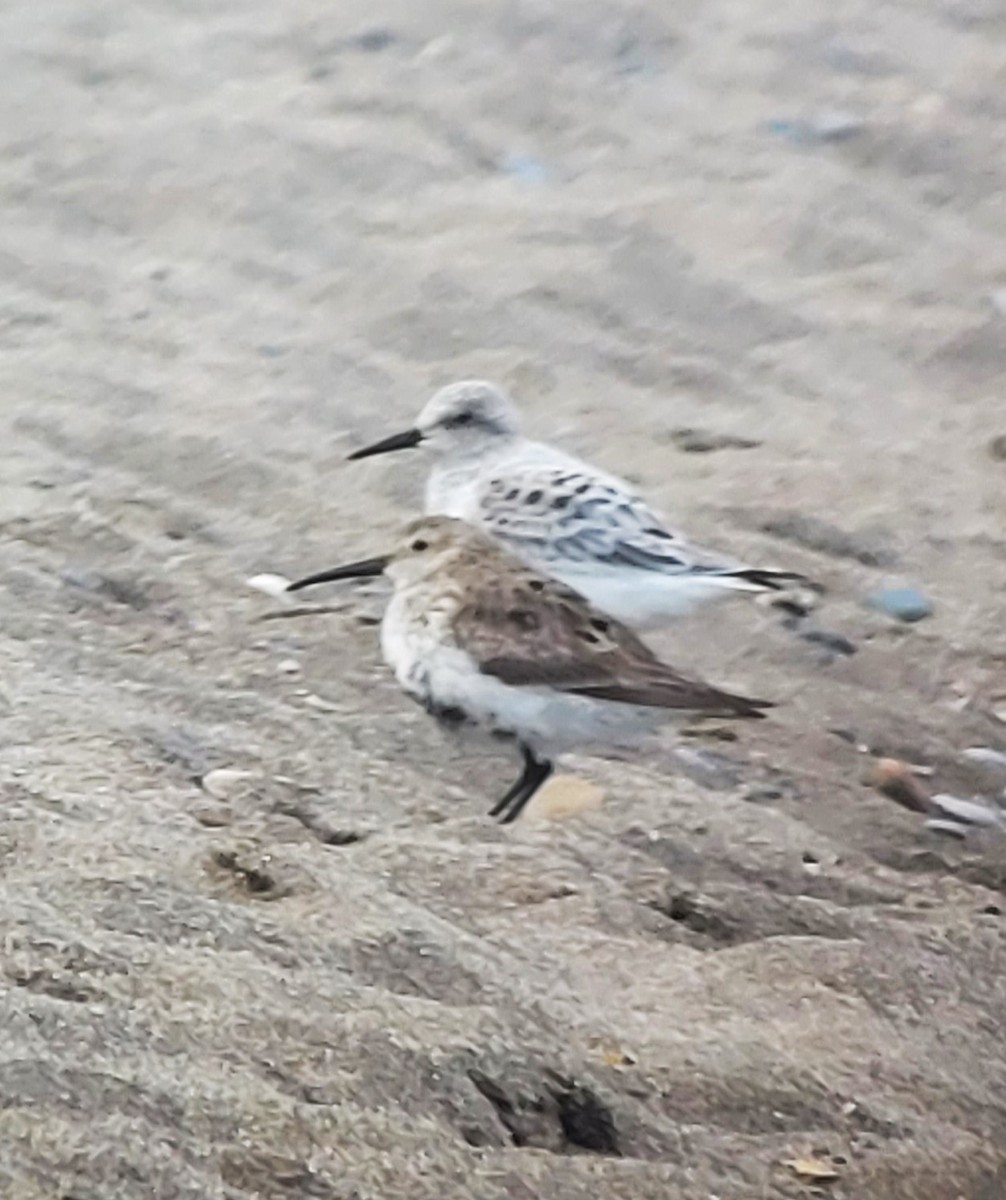 Sanderling - William Lamond