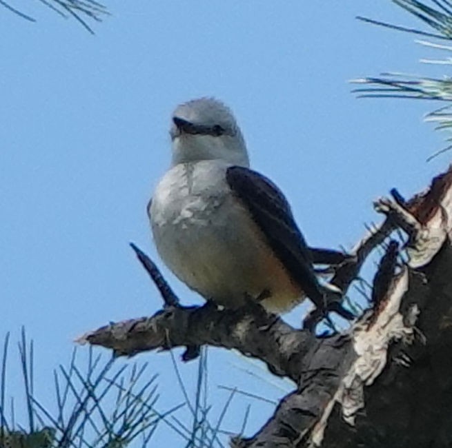 Scissor-tailed Flycatcher - Doug Wassmer