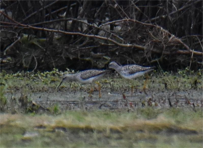 Lesser Yellowlegs - ML618404060