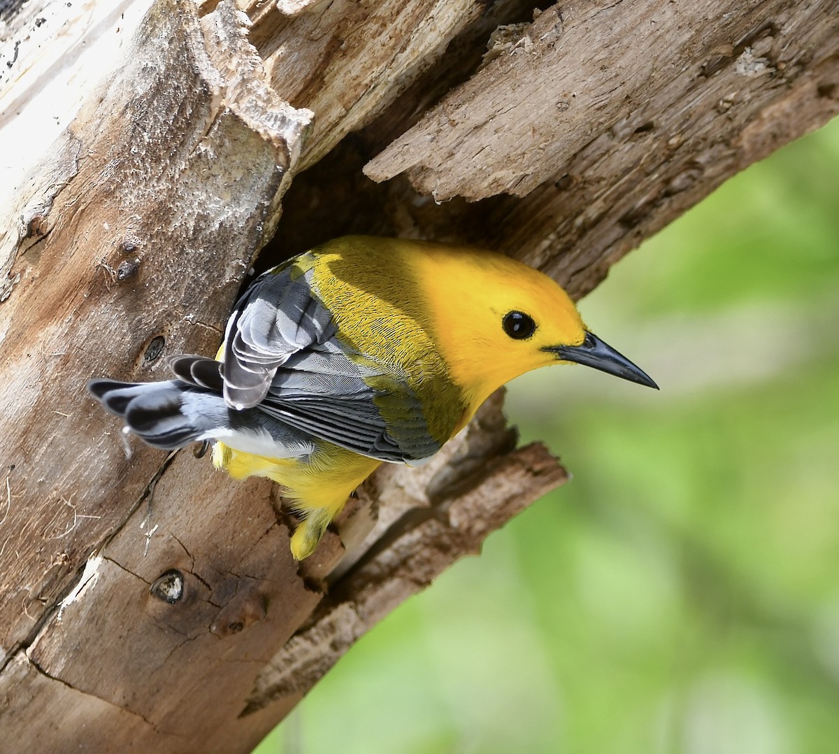 Prothonotary Warbler - Paul Nielson