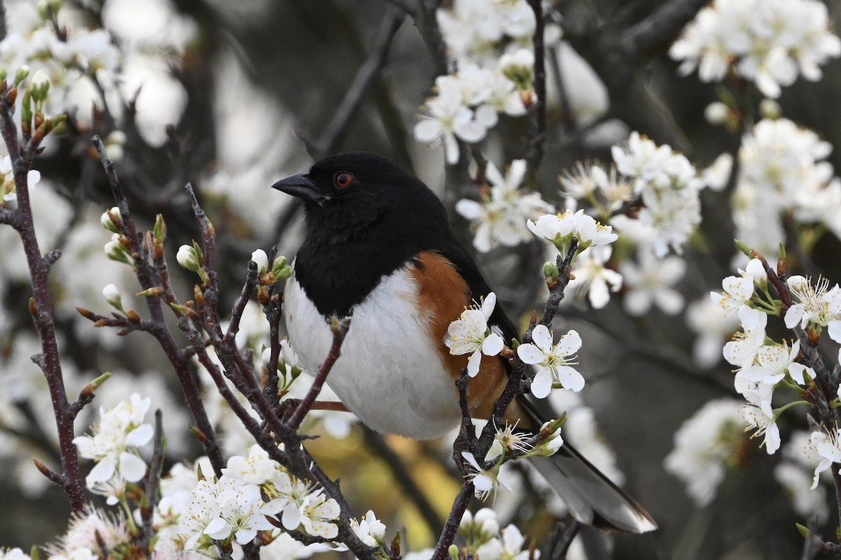 Eastern Towhee - ML618404123