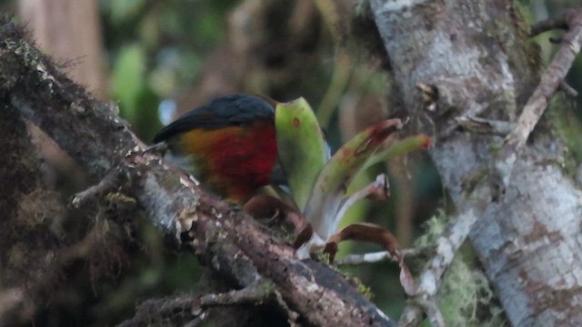 Toucan Barbet - ML618404141