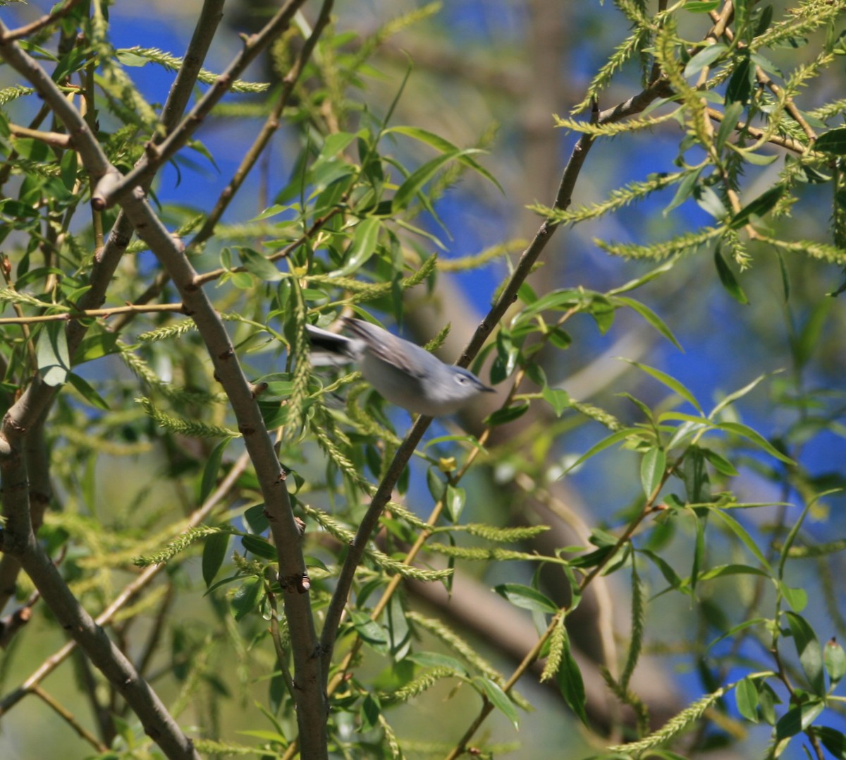 Blue-gray Gnatcatcher - ML618404171