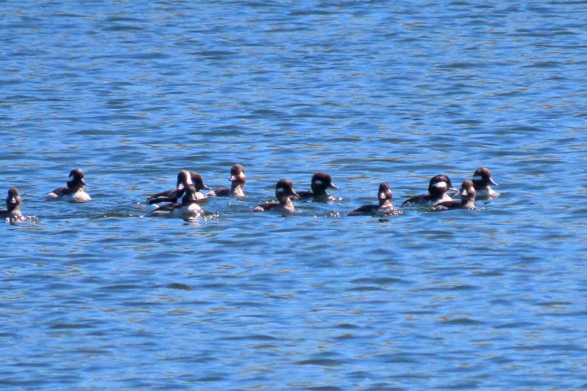 Bufflehead - John Zakelj