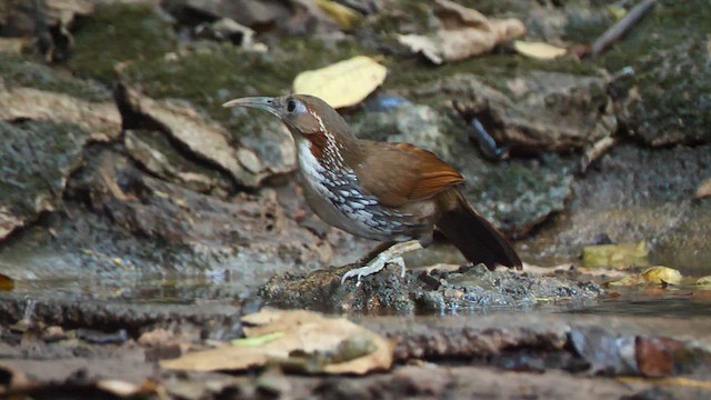 Large Scimitar-Babbler - ML618404180