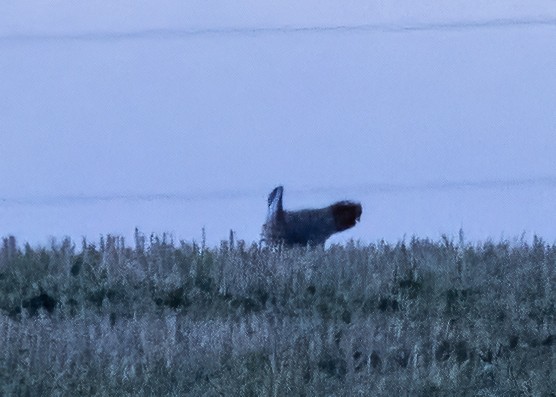 Greater Prairie-Chicken - Bob Martinka