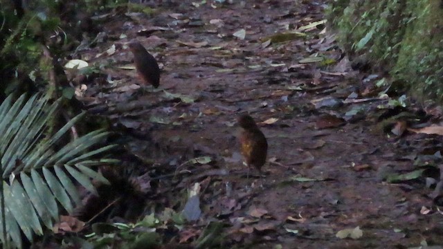 Giant Antpitta - ML618404191