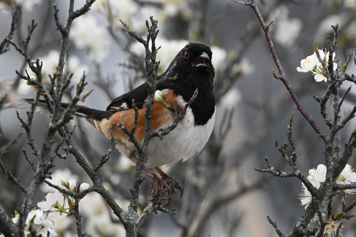 Eastern Towhee - ML618404197