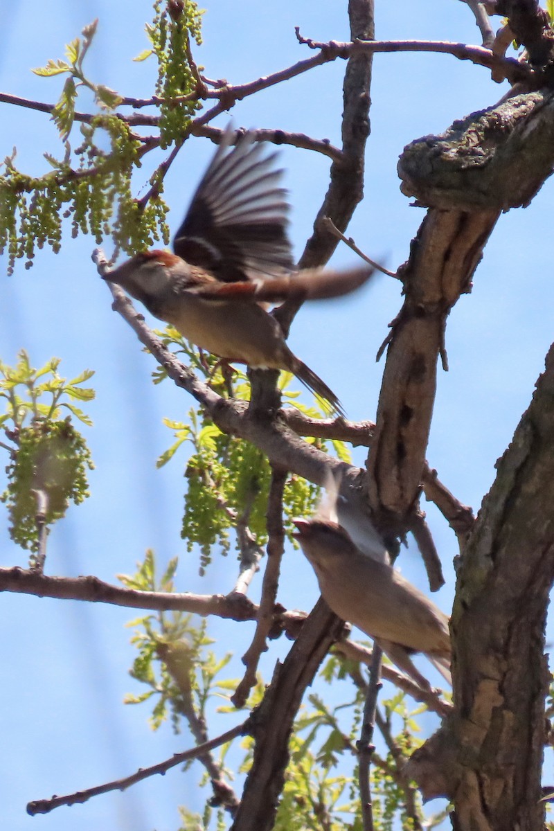 Moineau domestique - ML618404208