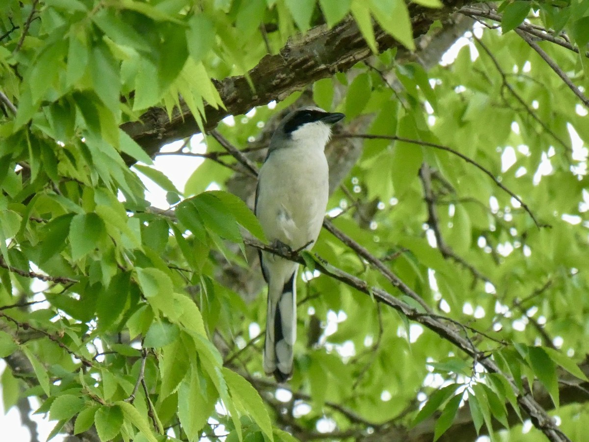 Loggerhead Shrike - ML618404223