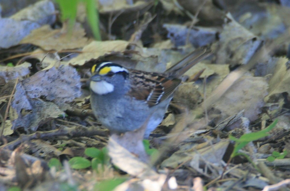 White-throated Sparrow - ML618404237