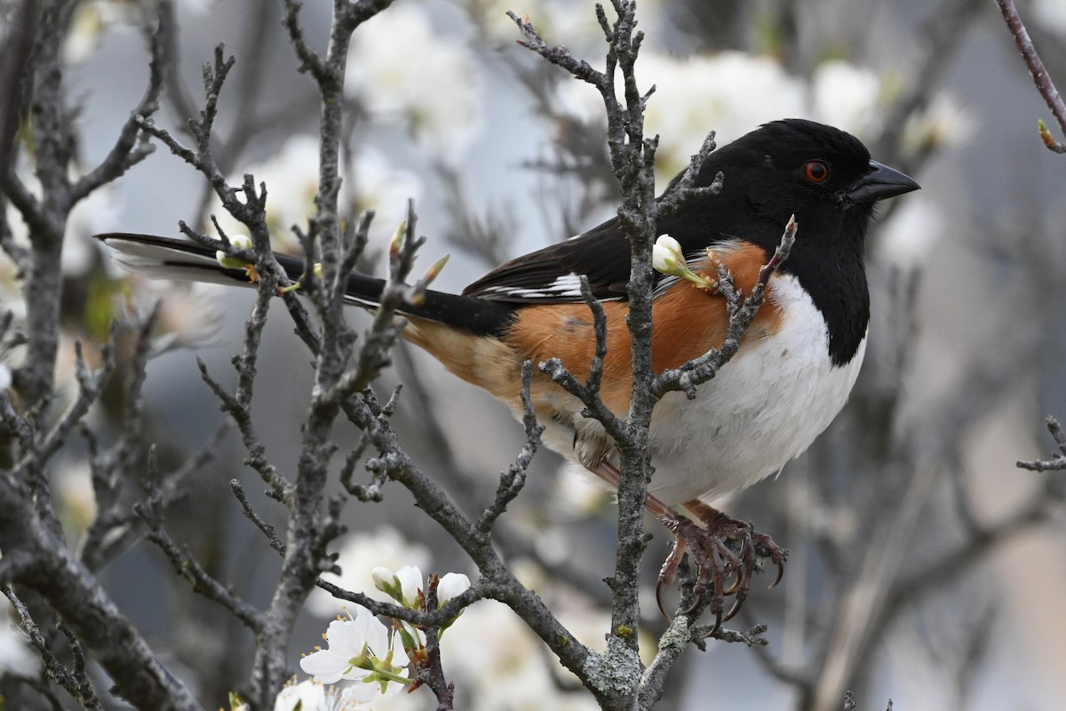 Eastern Towhee - ML618404239