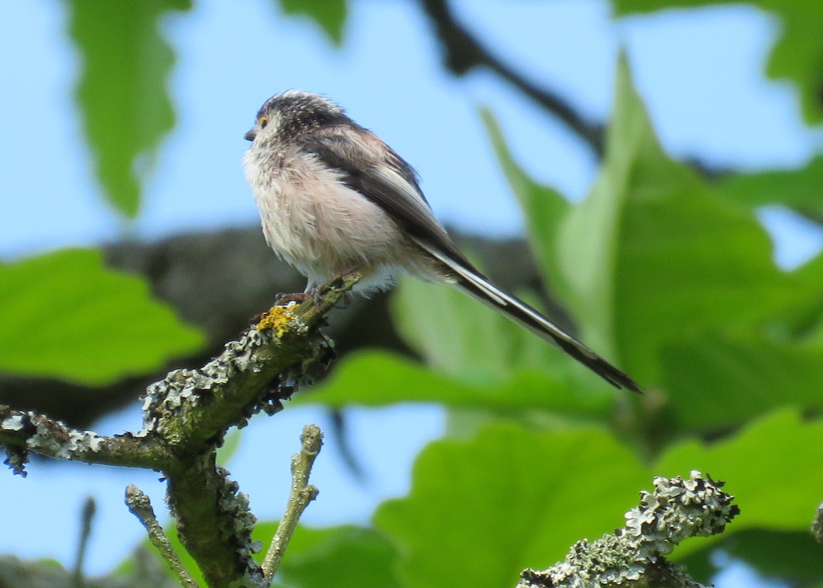Long-tailed Tit - Charlene Glacy