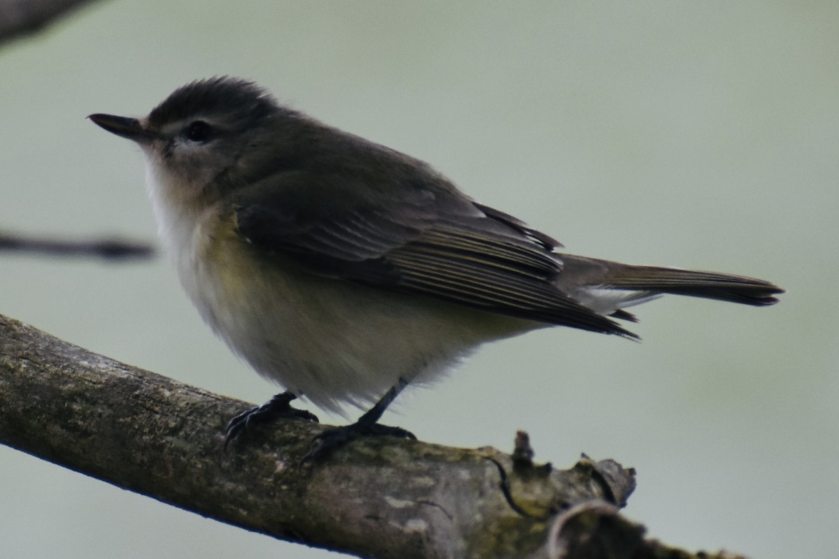 Warbling Vireo - ML618404274