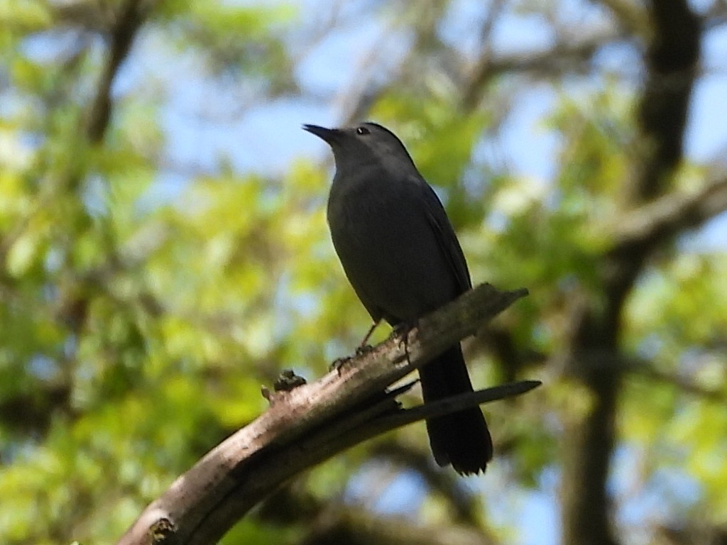 Gray Catbird - ML618404288