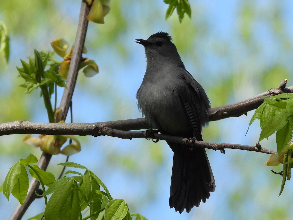 Gray Catbird - ML618404289