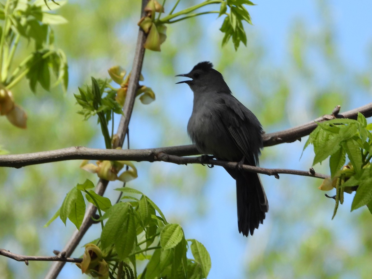 Gray Catbird - ML618404290