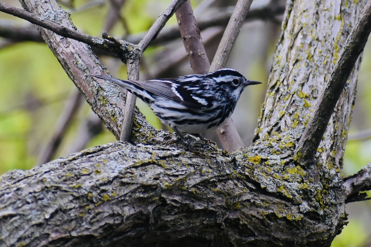 Black-and-white Warbler - ML618404299