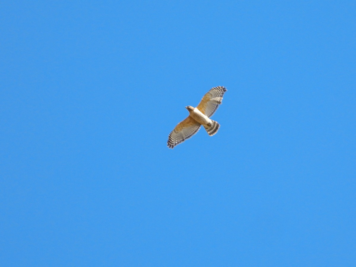 Red-shouldered Hawk - Samuel Burckhardt