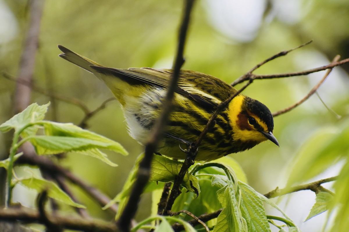 Cape May Warbler - ML618404306