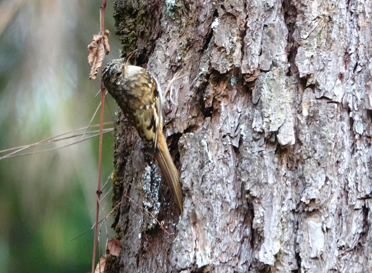 Hume's Treecreeper - ML618404322