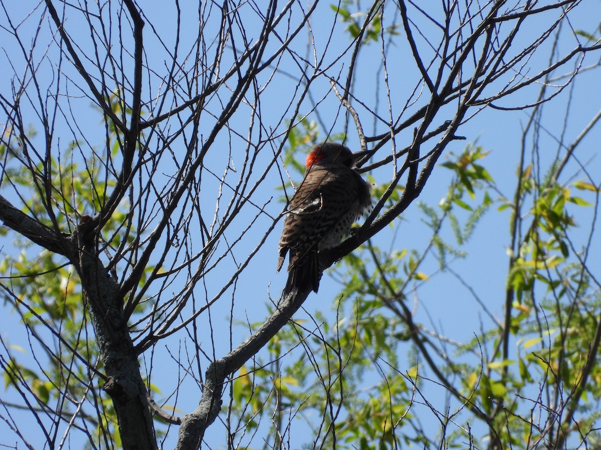 Northern Flicker - ML618404325