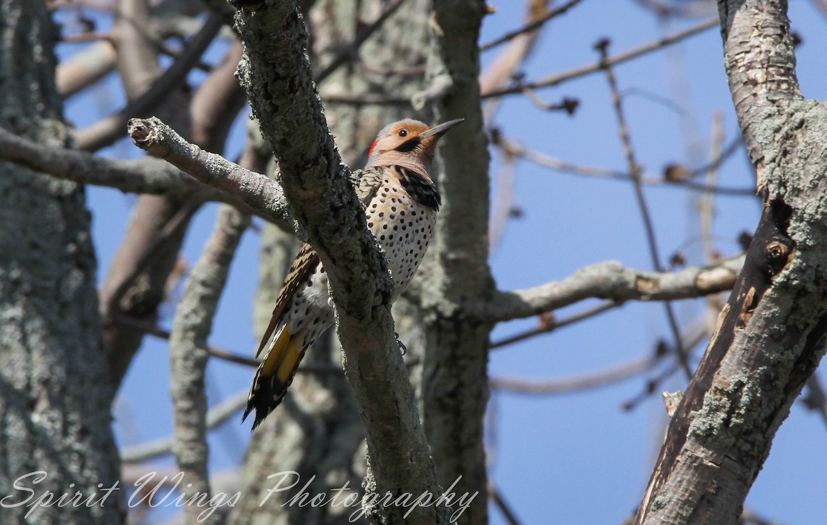 Pic flamboyant (auratus/luteus) - ML618404330