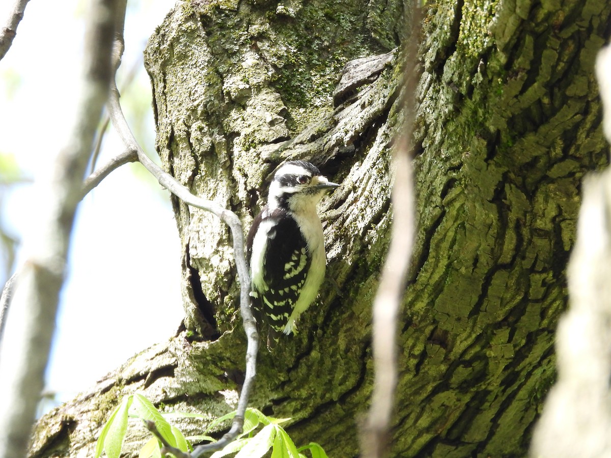 Downy Woodpecker - Diane Hansen