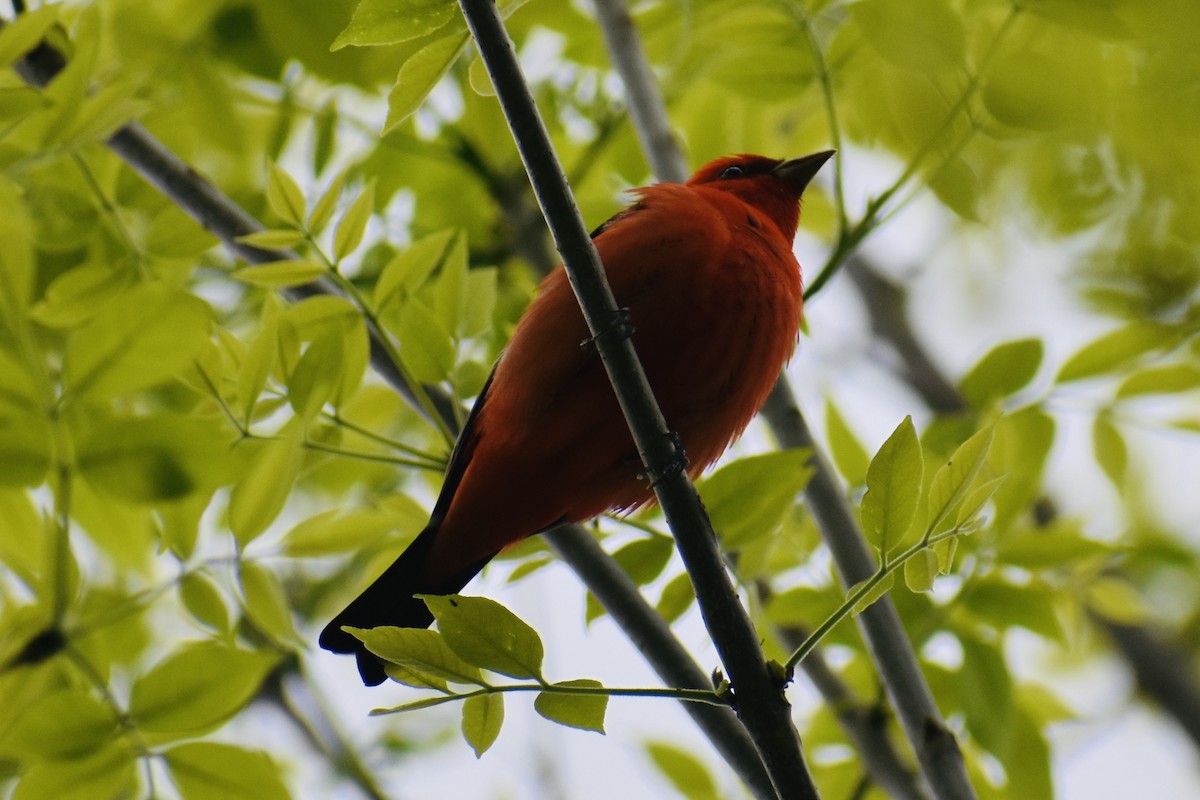 Scarlet Tanager - ML618404352