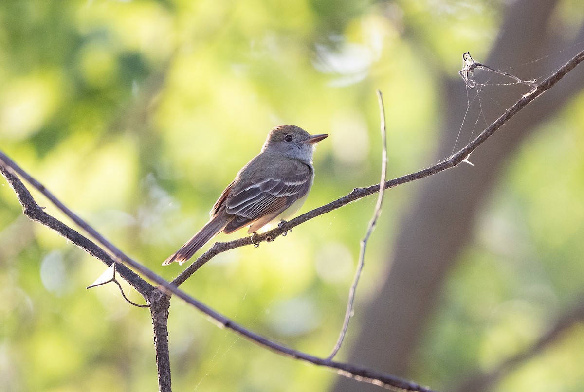 Great Crested Flycatcher - Gabrielle Harper