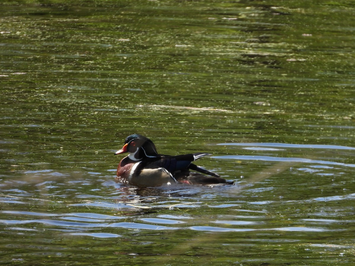 Wood Duck - ML618404388