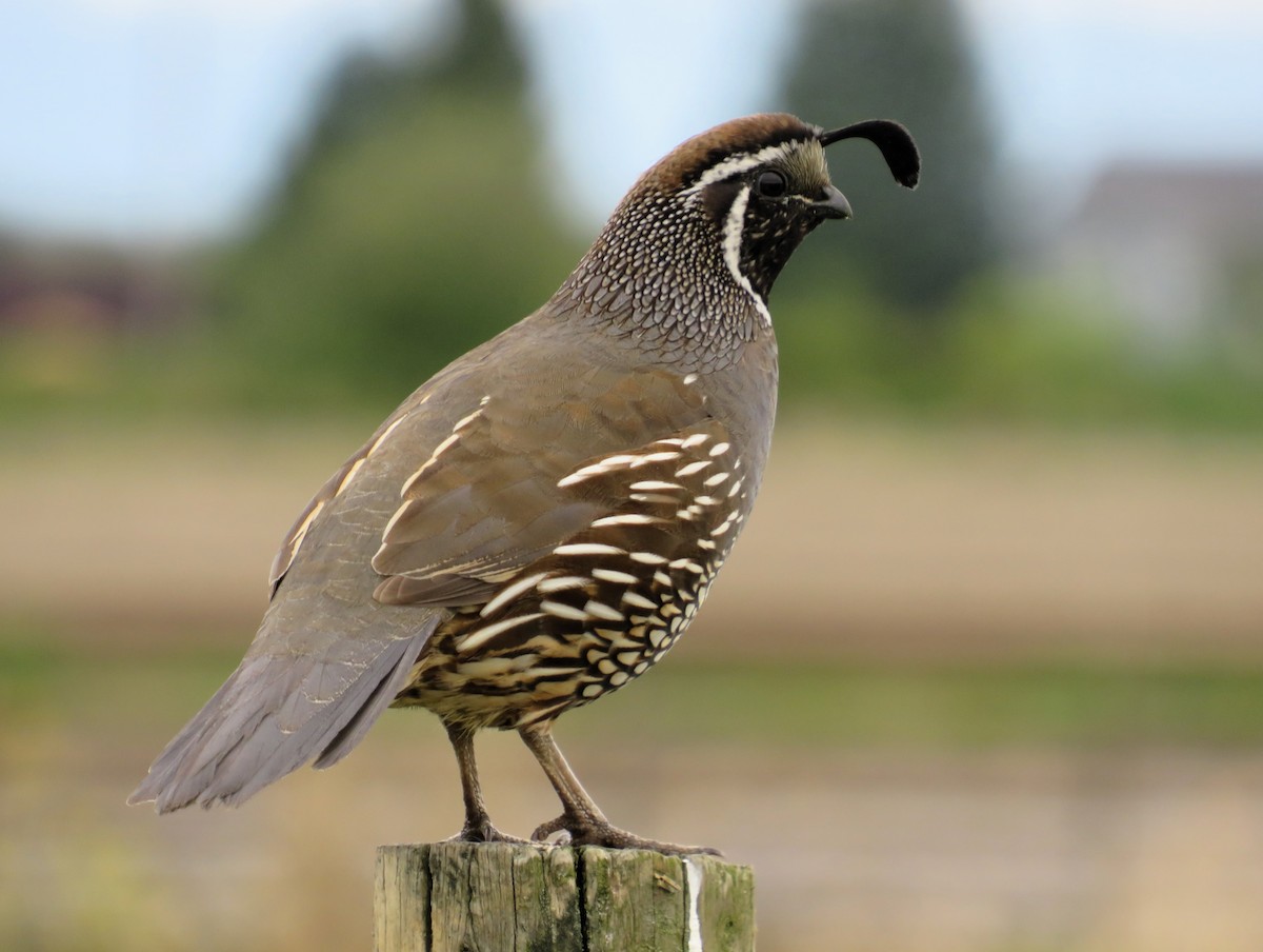 California Quail - ML618404407