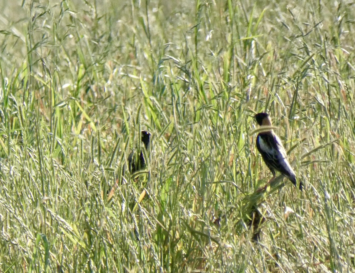 bobolink - ML618404416