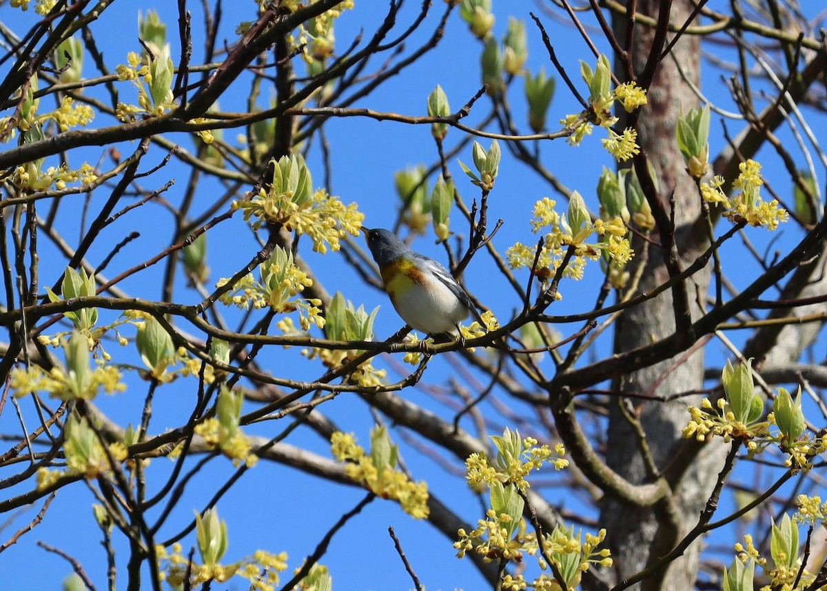 Northern Parula - Pete Shen