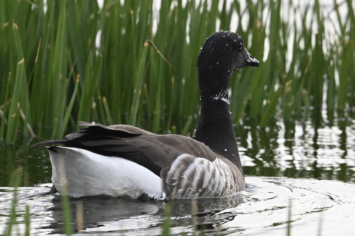 Brant - ML618404431