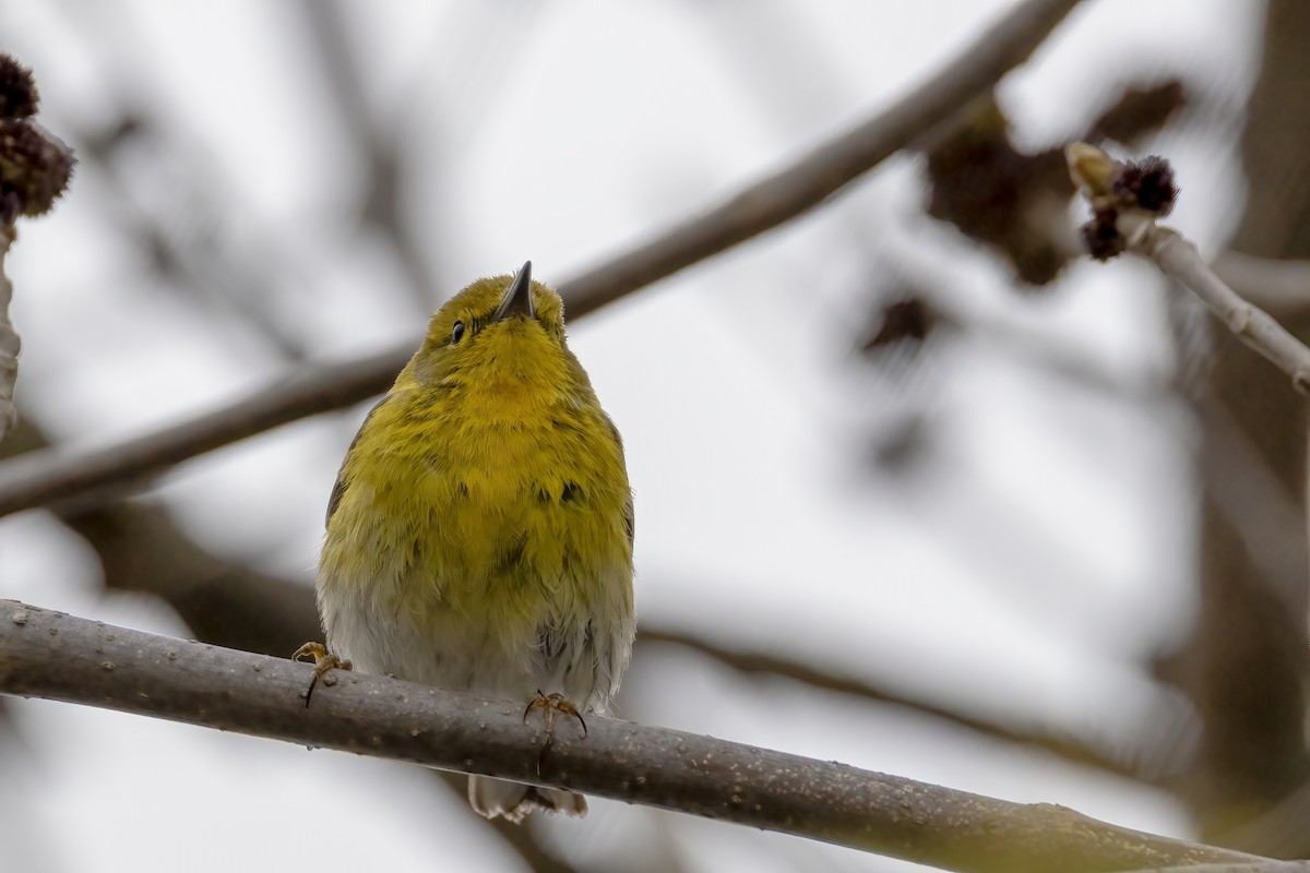 Pine Warbler - Al Caughey