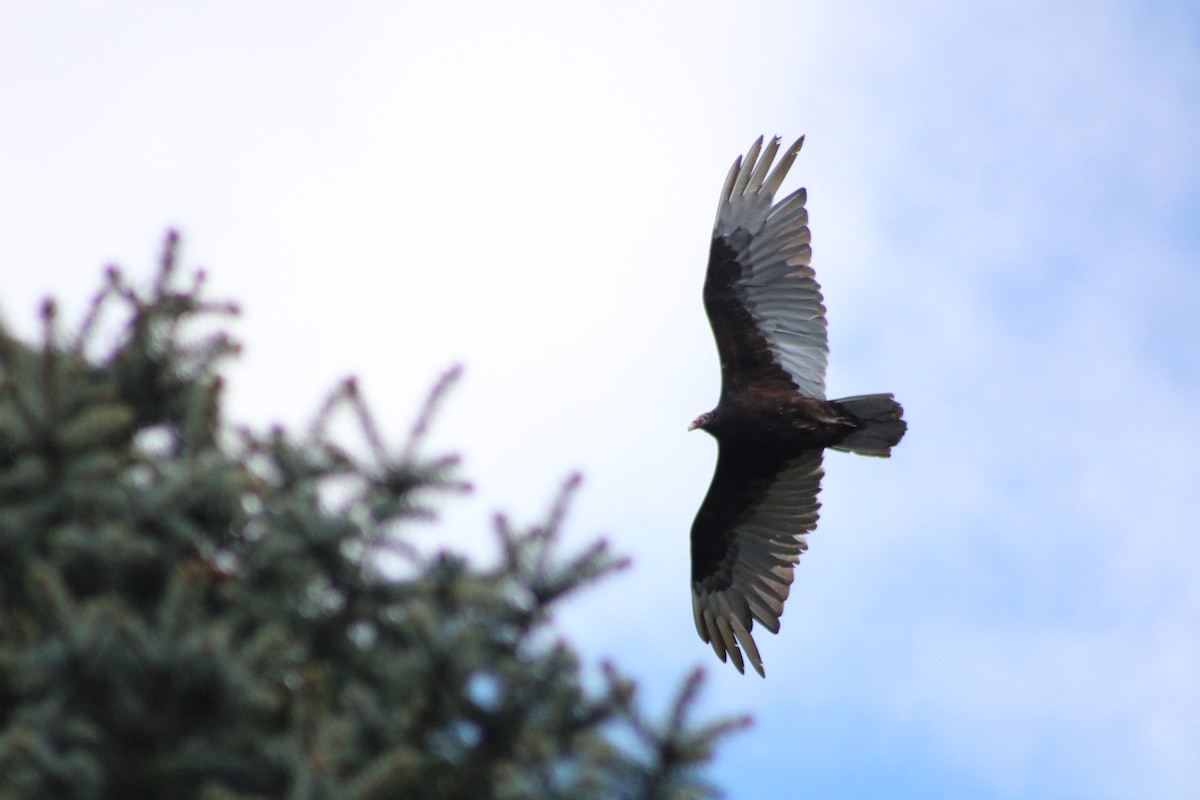 Turkey Vulture - Rebecca Nichols