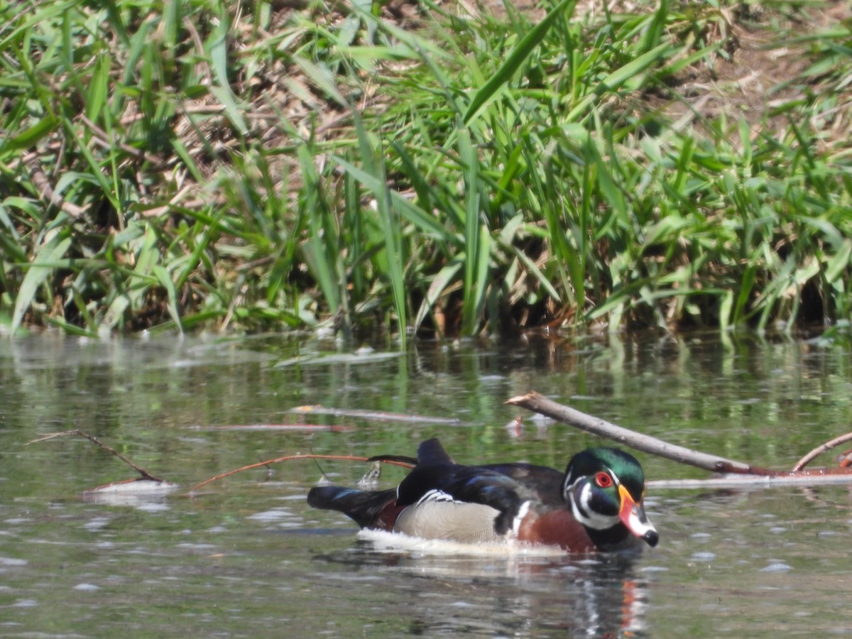 Wood Duck - Rodney Macready