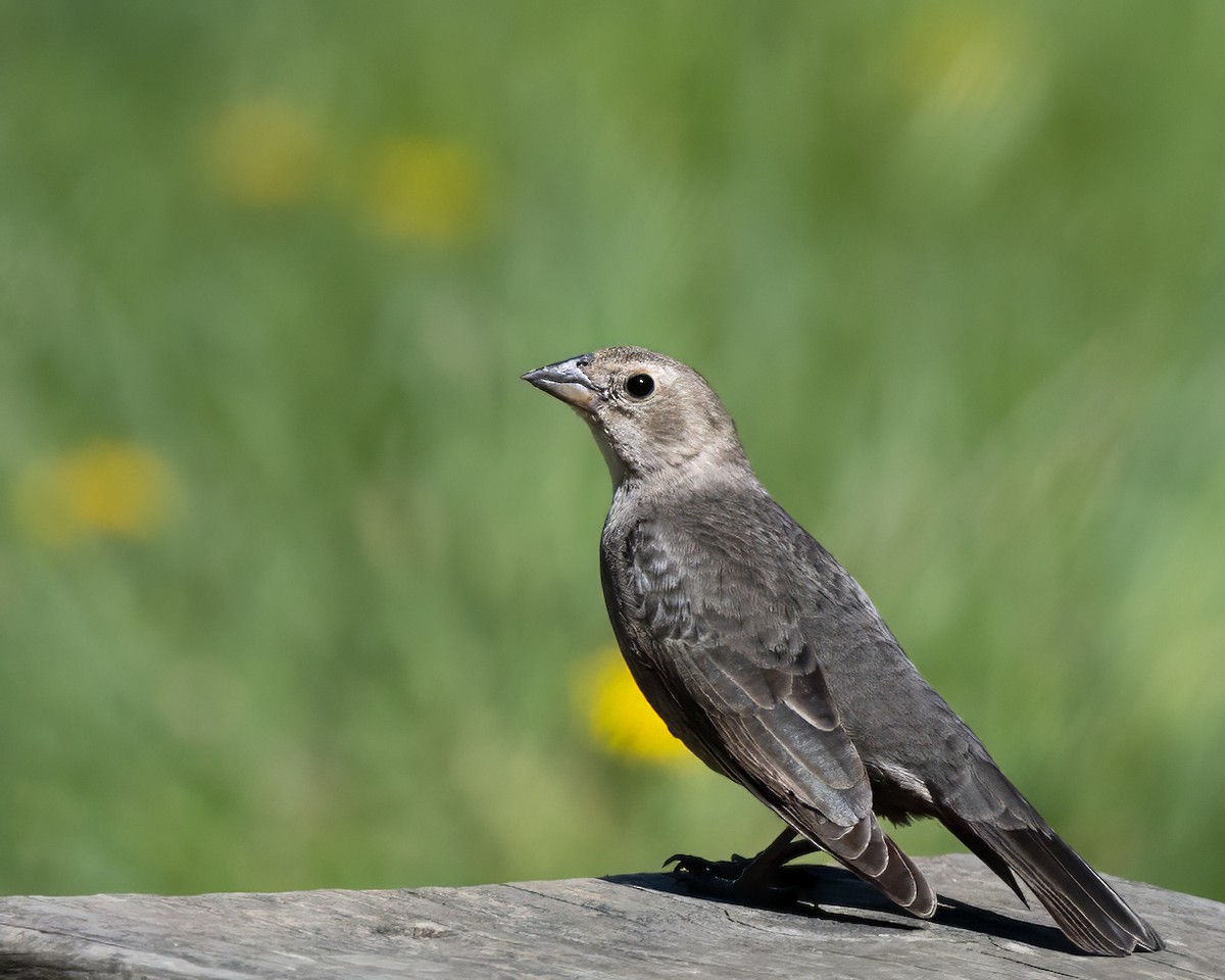 Brown-headed Cowbird - ML618404502