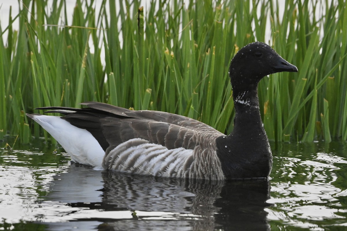 Brant - ML618404508