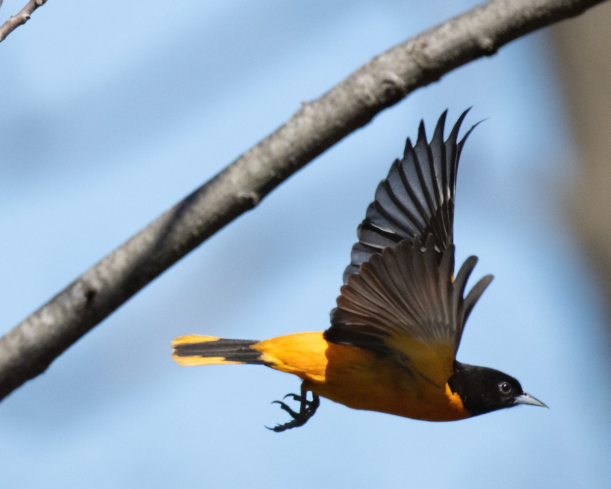 Baltimore Oriole - ML618404516