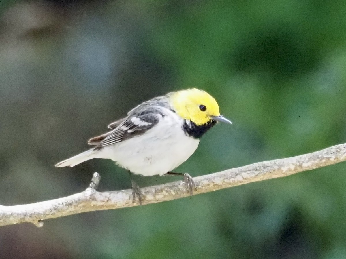 Hermit Warbler - ML618404517