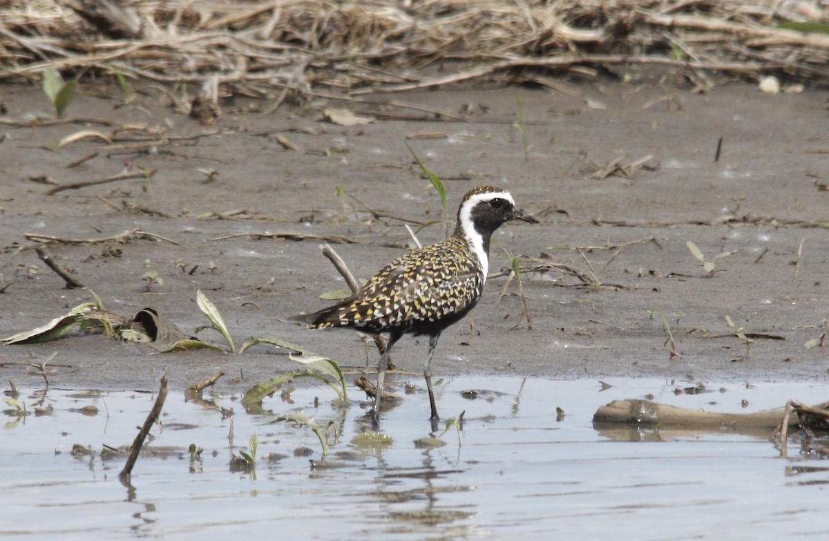 American Golden-Plover - ML618404532